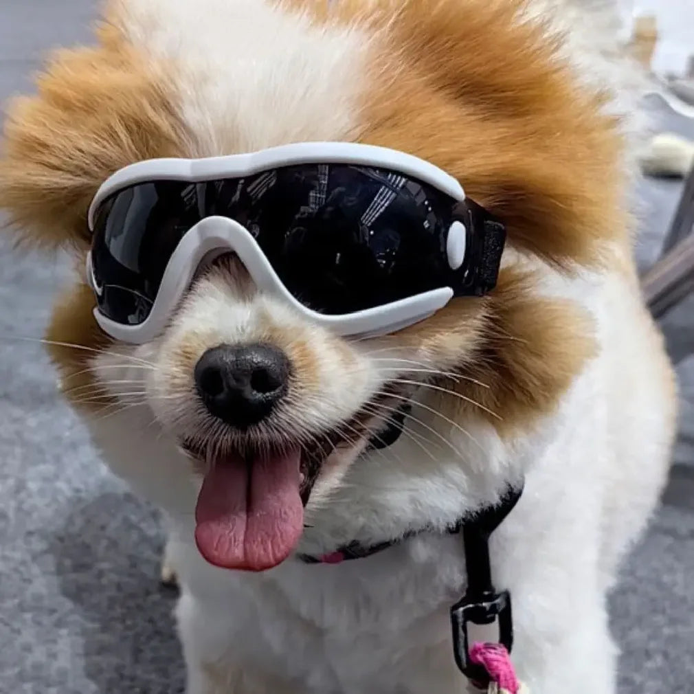 Dog Accessories Adjustable Strap Dog Goggles UV Resistant Windproof Dog Sunglasses Waterproof Anti-Fog Pet Glasses Outdoor
